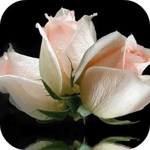 Free play online Roses Animated Live Wallpaper  APK