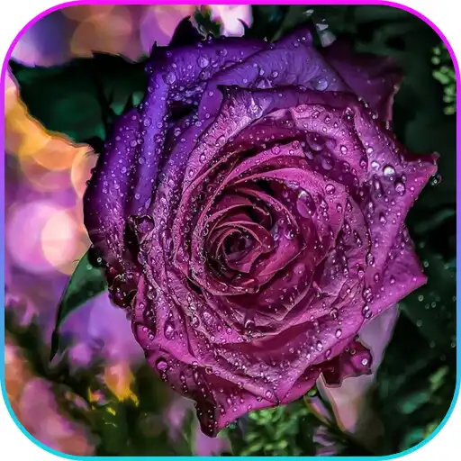 Play Roses  flowers live wallpaper APK