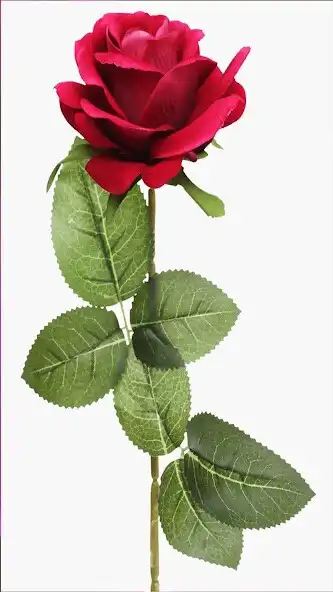 Play Roses  flowers live wallpaper as an online game Roses  flowers live wallpaper with UptoPlay