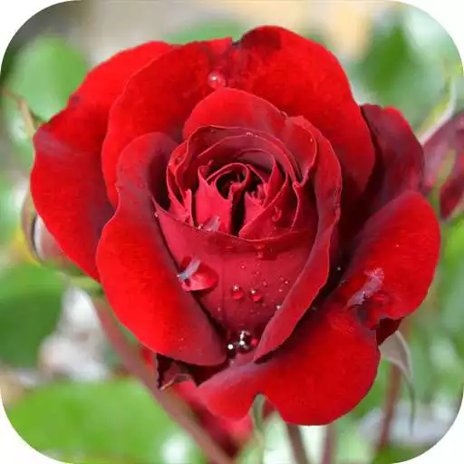 Play Roses - garden and grow APK Play Roses - garden and grow APK