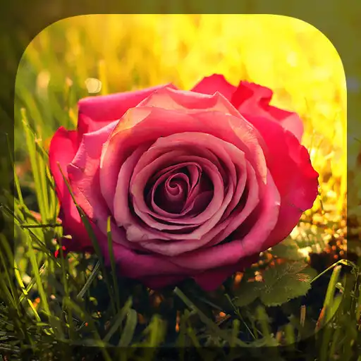 Play Roses APK Play Roses APK
