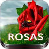 Free play online Roses Images,Love Rose flower Images,Rose Red APK Free play online Roses Images,Love Rose flower Images,Rose Red APK