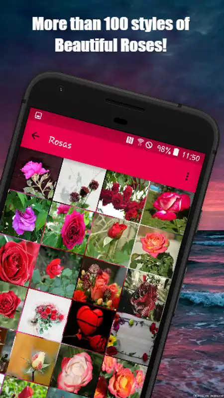 Play Roses Images,Love Rose flower Images,Rose Red