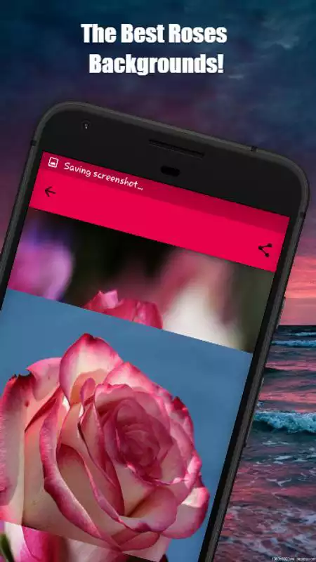 Play Roses Images,Love Rose flower Images,Rose Red