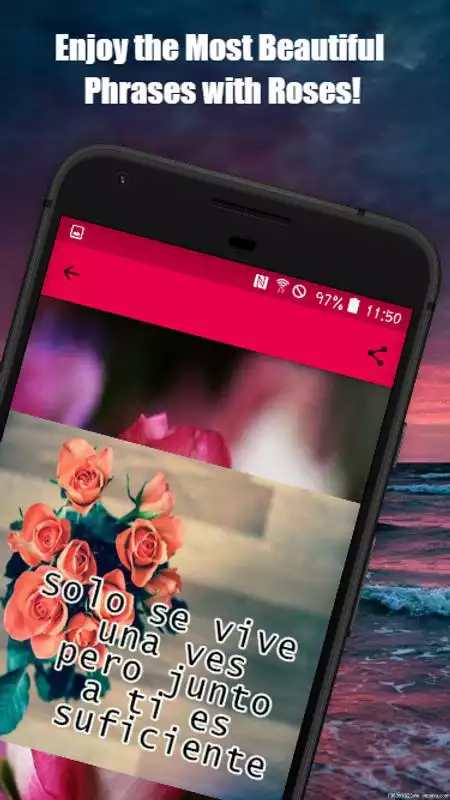 Play Roses Images,Love Rose flower Images,Rose Red