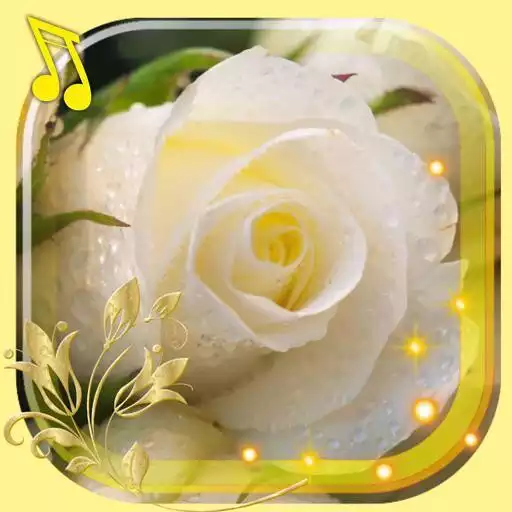 Play Roses Live Wallpaper APK Play Roses Live Wallpaper APK