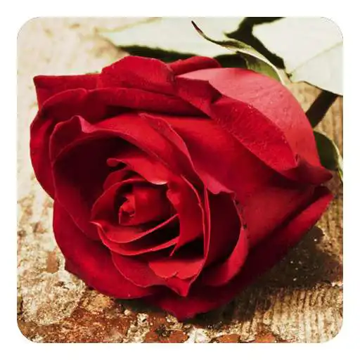 Free play online roses live wallpaper_v6.0_apkpure.com  APK