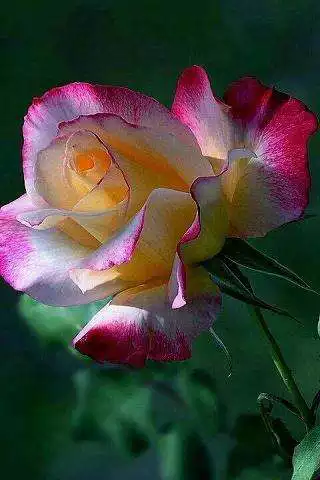 Play Roses
