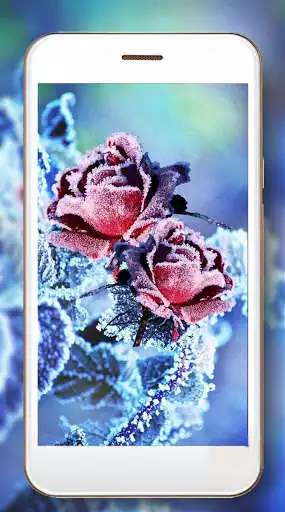Play Roses Snow Winter Live wallpaper