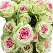 Free play online Roses wallpaper 2014. APK Free play online Roses wallpaper 2014. APK