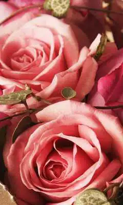 Play Roses wallpaper 2014.