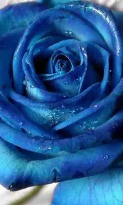 Play Roses wallpaper 2014.