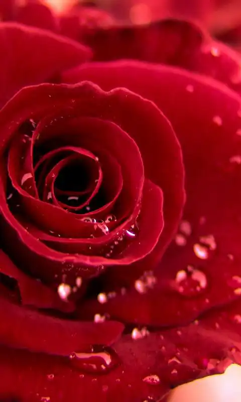 Play Roses wallpaper 2014.