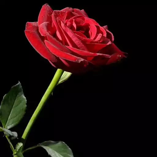 Free play online Roses Wallpaper APK Free play online Roses Wallpaper APK
