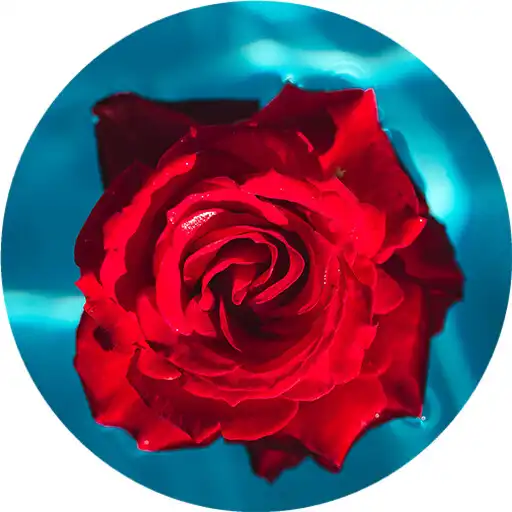 Play Roses Water Live Wallpaper APK Play Roses Water Live Wallpaper APK