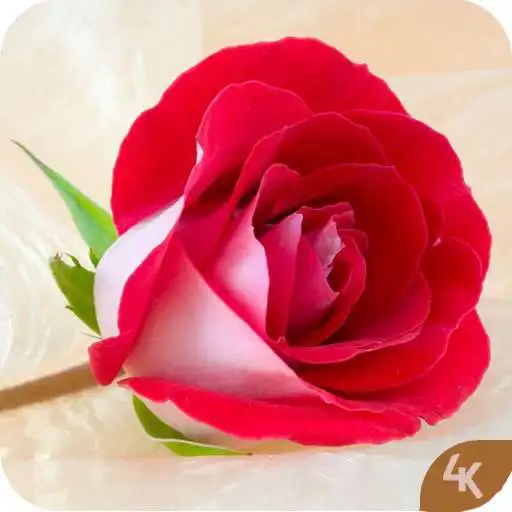 Play Rose Wallpaper 4K APK Play Rose Wallpaper 4K APK