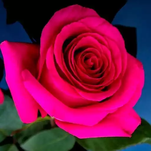 Play Rose Wallpaper HD APK Play Rose Wallpaper HD APK