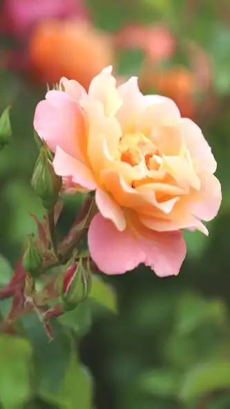 Play Rose Wallpaper Roses Flower HD as an online game Rose Wallpaper Roses Flower HD with UptoPlay