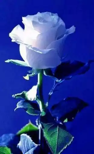 Play Rose Wallpaper as an online game Rose Wallpaper with UptoPlay