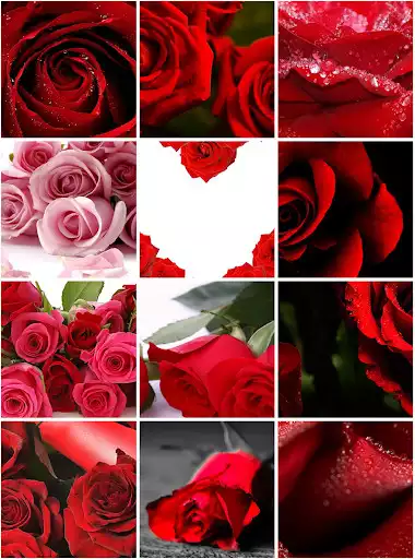 Play Rose Wallpapers  and enjoy Rose Wallpapers with UptoPlay