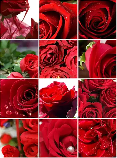 Play Rose Wallpapers as an online game Rose Wallpapers with UptoPlay