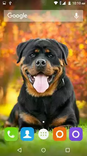 Play Rottweiler Dog Hd Wallpapers