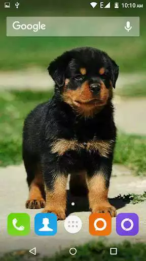 Play Rottweiler Dog Hd Wallpapers