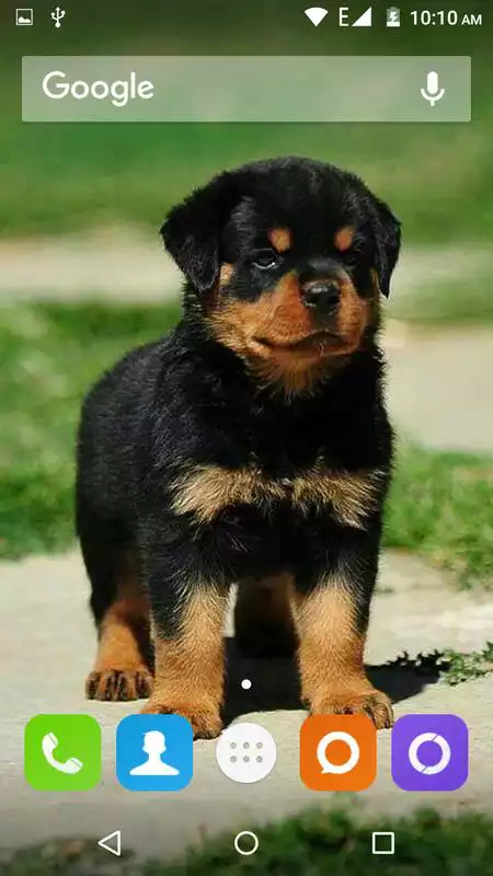 Play Rottweiler Dog Hd Wallpapers