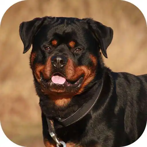 Play Rottweiler Dog Life Simulator APK