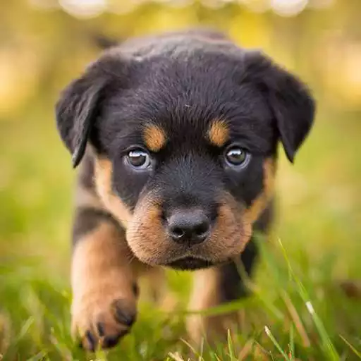 Play Rottweiler Dog Simulator APK Play Rottweiler Dog Simulator APK