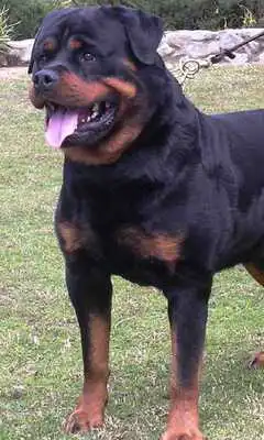 Play Rottweiler Dogs Wallpapers