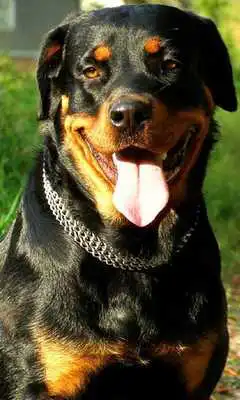 Play Rottweiler Dogs Wallpapers