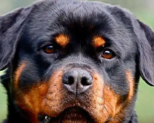 Play Rottweiler Dogs Wallpapers