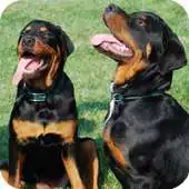 Free play online Rottweiler Pack 2 HD Wallpaper APK Free play online Rottweiler Pack 2 HD Wallpaper APK