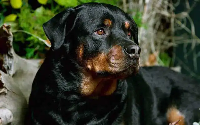 Play Rottweiler Pack 2 HD Wallpaper