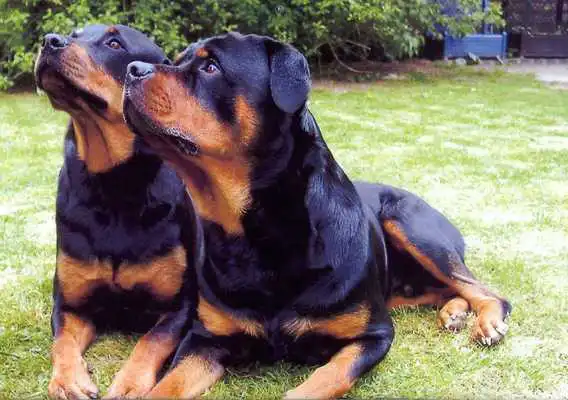 Play Rottweiler Pack 2 HD Wallpaper