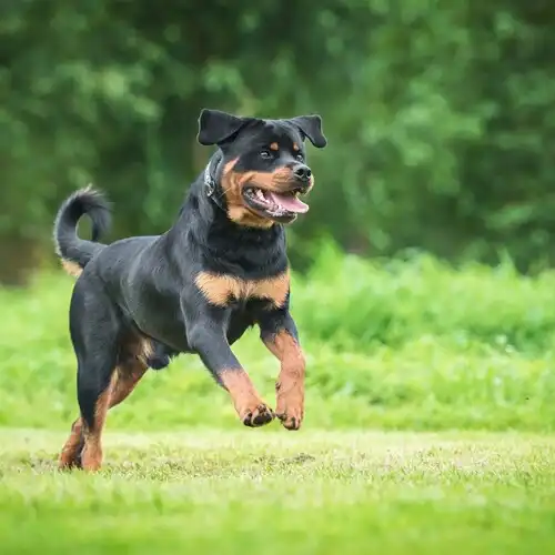 Play rottweiler puppies as an online game rottweiler puppies with UptoPlay