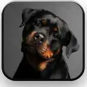 Free play online Rottweilers Wallpapers APK Free play online Rottweilers Wallpapers APK