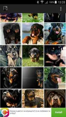 Play Rottweilers Wallpapers