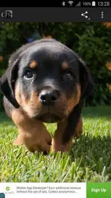 Play Rottweilers Wallpapers