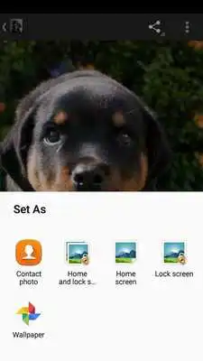 Play Rottweilers Wallpapers