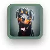 Free play online Rottweiler Wallpaper Free APK Free play online Rottweiler Wallpaper Free APK