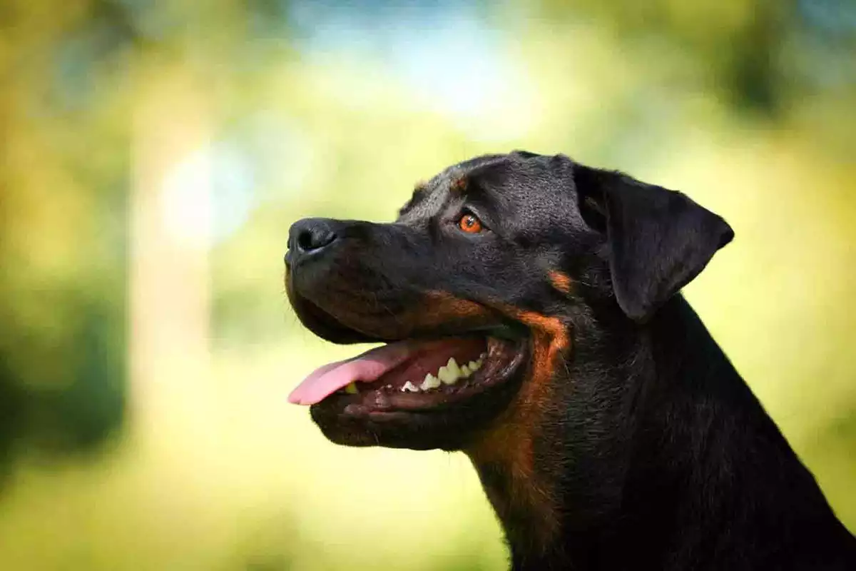 Play Rottweiler Wallpaper Free