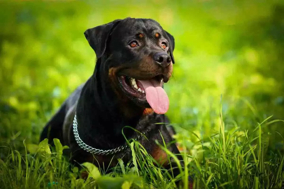 Play Rottweiler Wallpaper Free