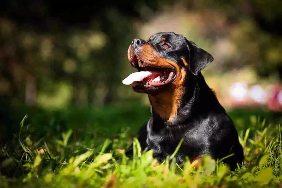 Play Rottweiler Wallpaper Free
