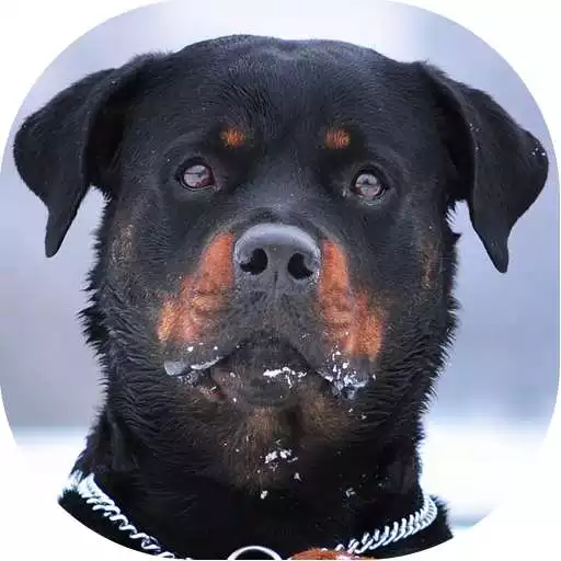 Free play online Rottweiler Wallpaper APK