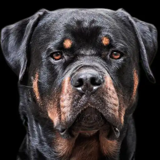 Play Rottweiler Wallpaper APK