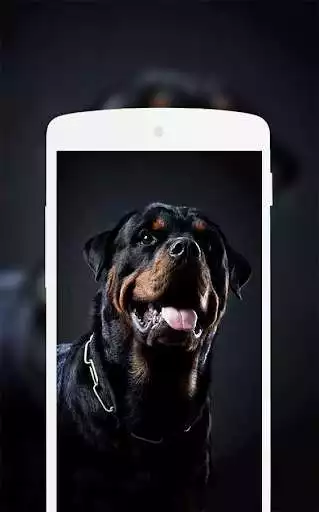Play Rottweiler Wallpaper  and enjoy Rottweiler Wallpaper with UptoPlay