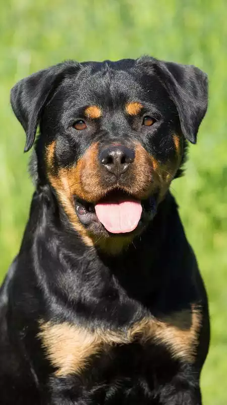 Play Rottweiler Wallpaper Play Rottweiler Wallpaper