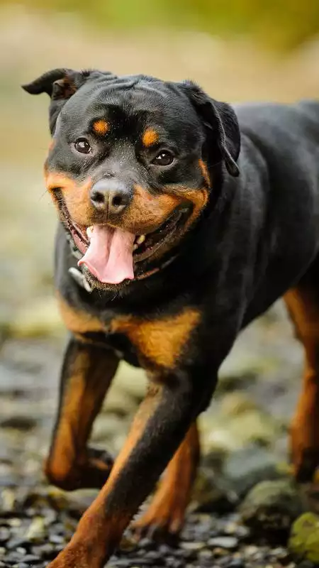 Play Rottweiler Wallpaper Play Rottweiler Wallpaper